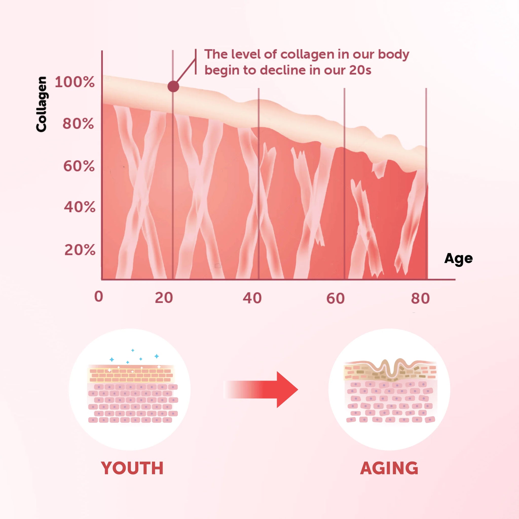 Diagram showing the decline of collagen in skin with age